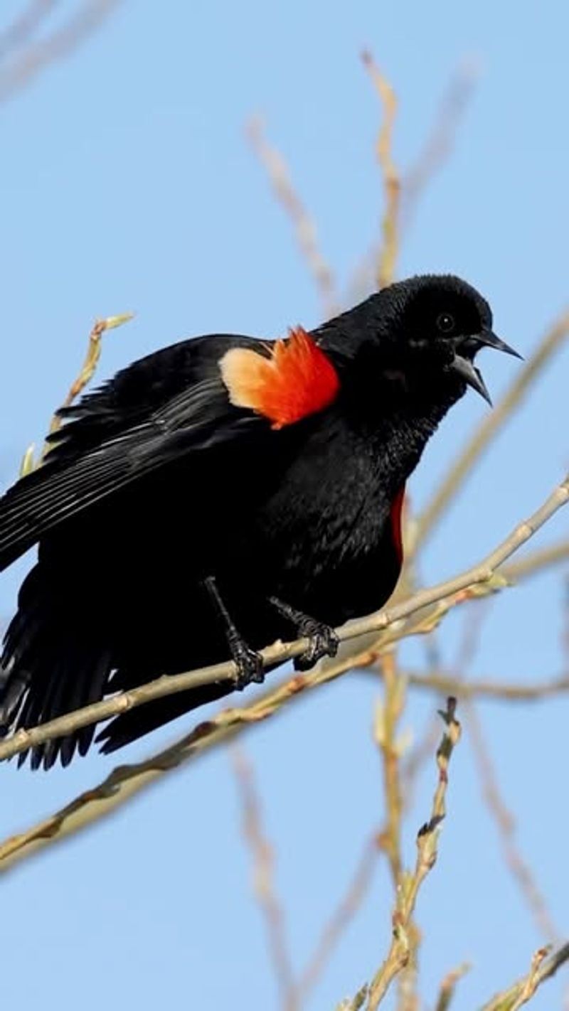 Arrival Signals Spring In Michigan