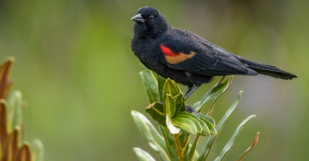 red-winged blackbird
