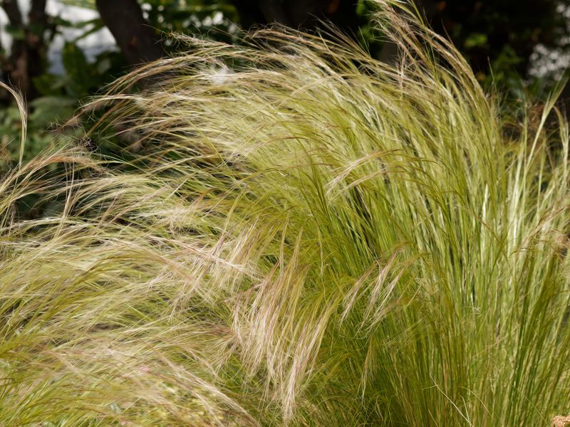 Mexican Feather Grass