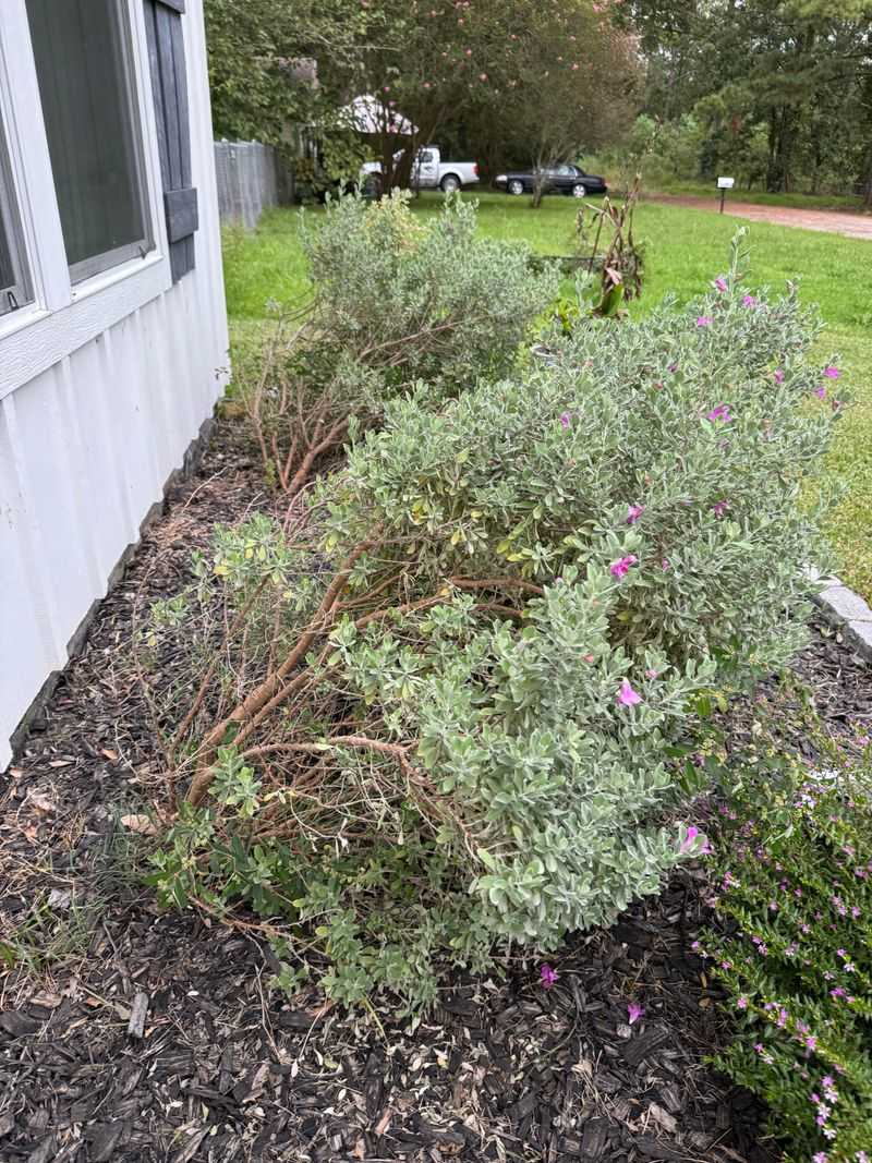 Texas Sage Handles Light Shaping Before Growth Starts