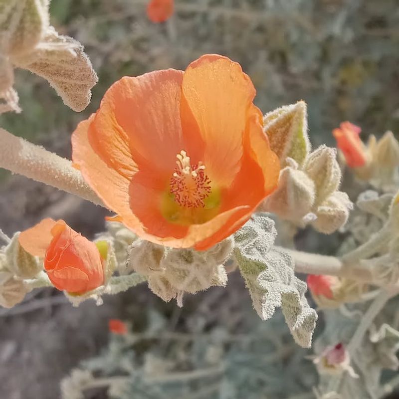 Globe Mallow Finishes Blooming Before Any Major Trim