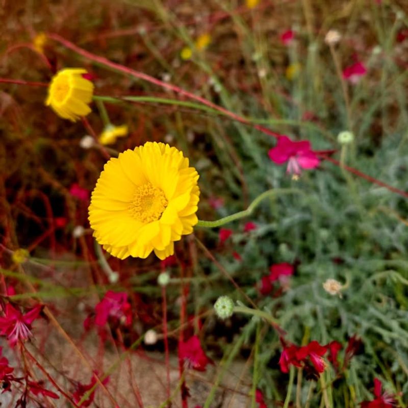 Desert Marigold Keeps Blooming In Dry Sunny Conditions