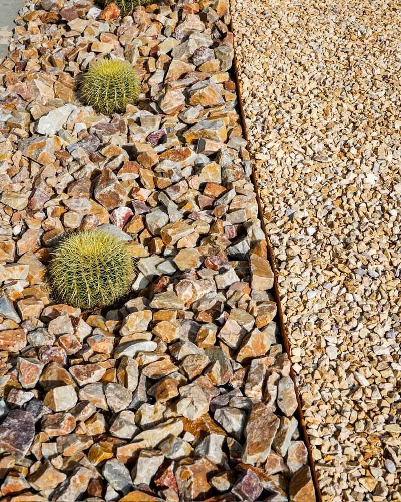 Barrel Cactus Brings Shape And Texture