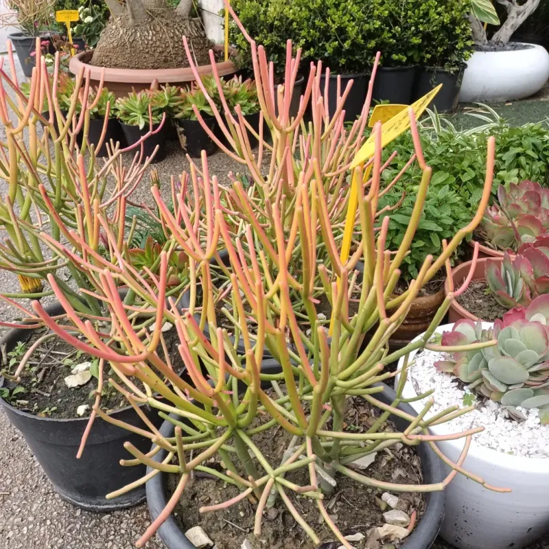 Pencil Cactus Tolerates Hot And Dry Arizona Climates