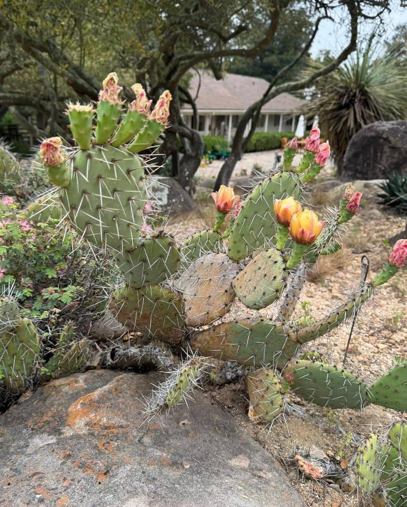 Prickly Pear Cactus (Opuntia Species)