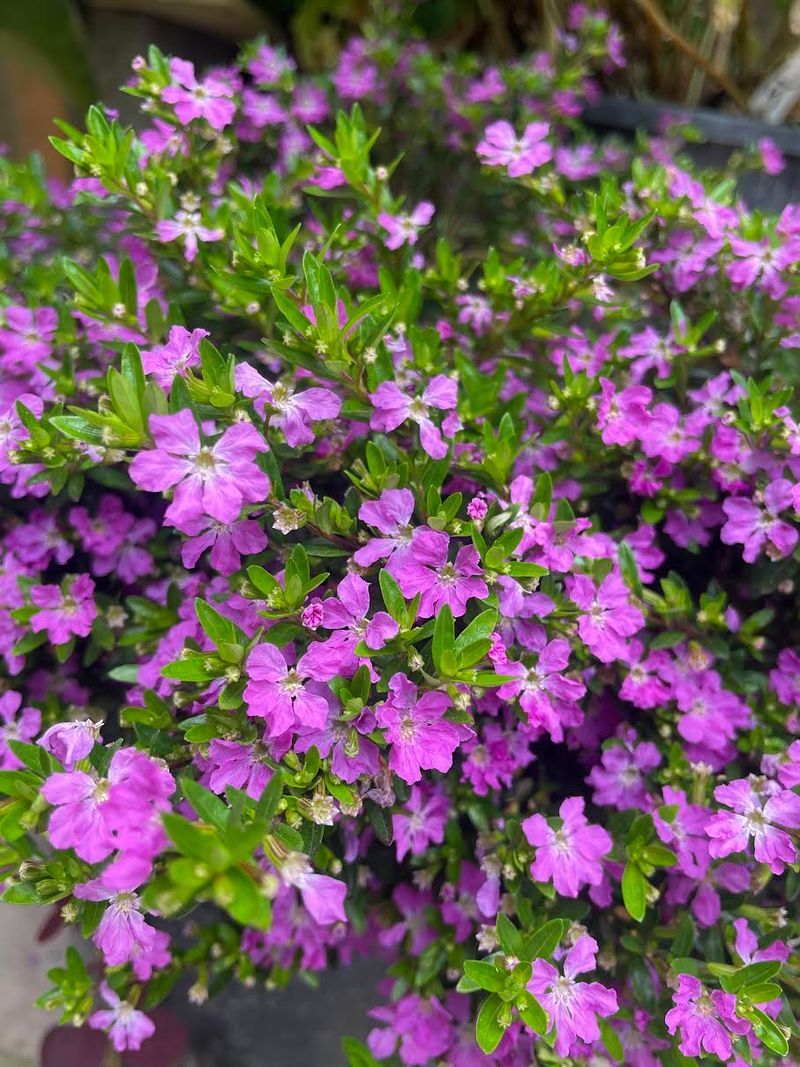 Mexican Heather (Cuphea Hyssopifolia)