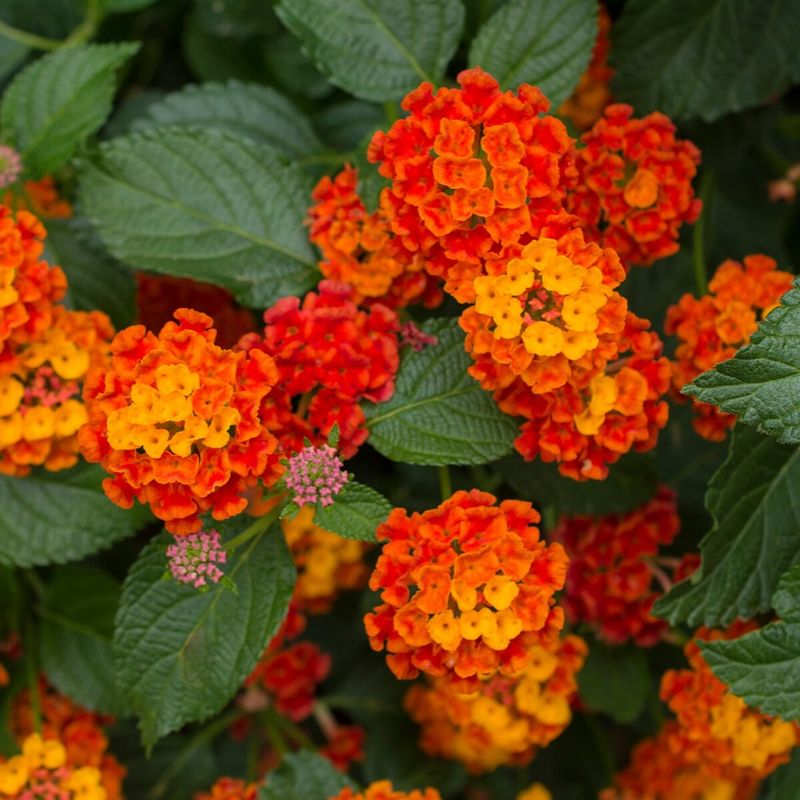 Texas Lantana