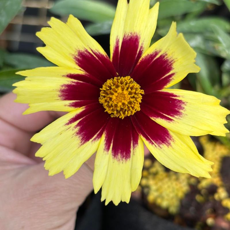 Coreopsis (Tickseed)