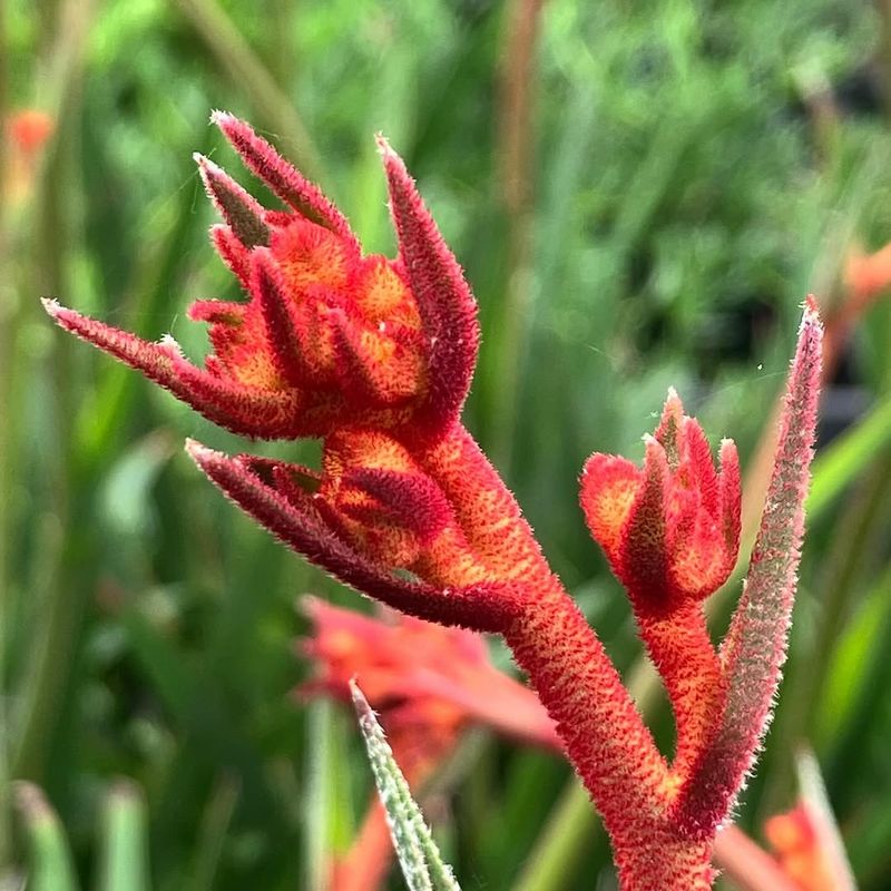 Kangaroo Paw (Anigozanthos)