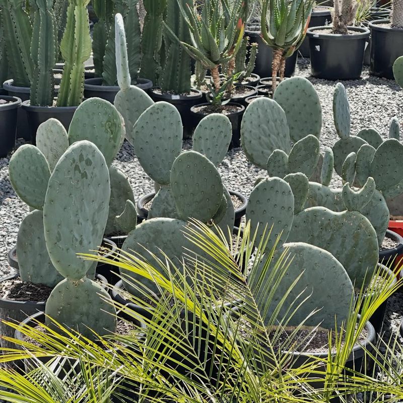 Paddle Cactus Shows Off Wide Blue Green Pads