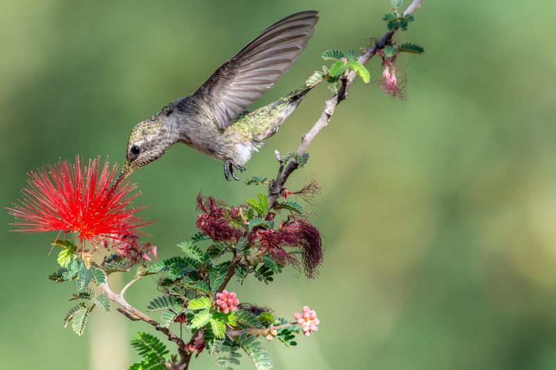 Baja Fairy Duster Attracts Hummingbirds With Bright Red Flowers