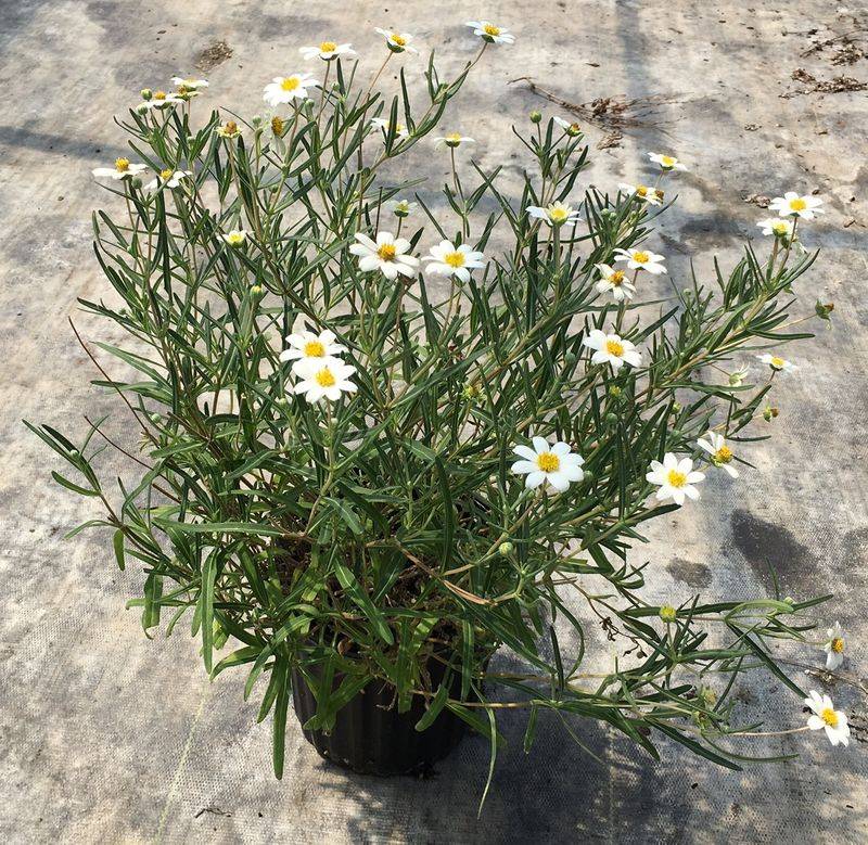 Blackfoot Daisy With Dainty White Blooms That Keep Coming