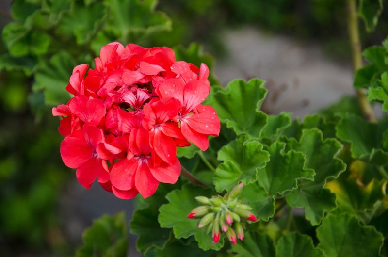 Red Geraniums (Pelargonium Spp.)