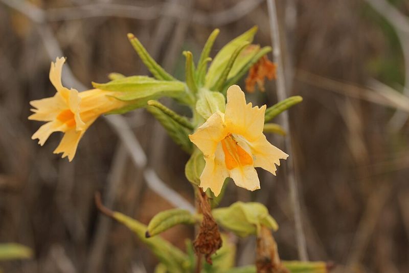 Bush Monkeyflower Brings Nectar-Rich Blooms And Hummingbird Activity