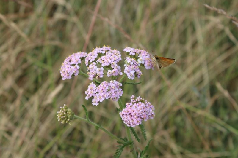 Yarrow Features Flat Flowers And Butterfly-Friendly Pollen