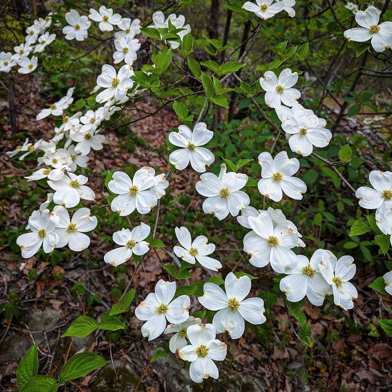 Flowering Dogwood (Cornus florida)