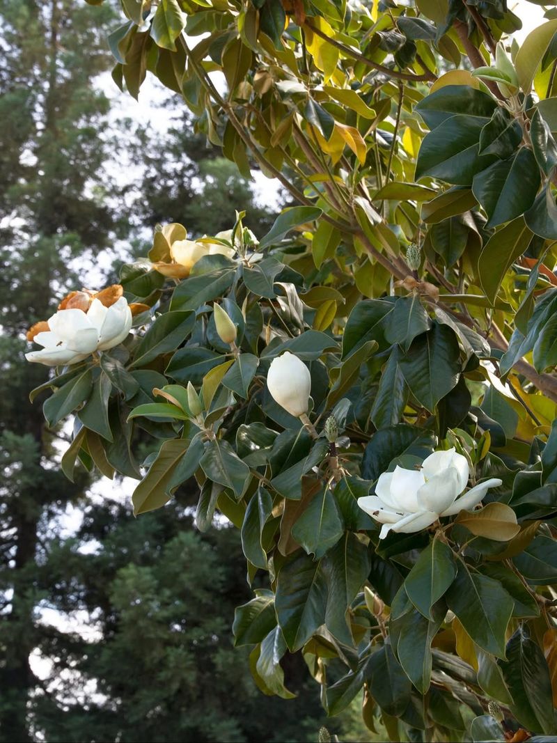 Magnolia Forms Flower Buds Months In Advance
