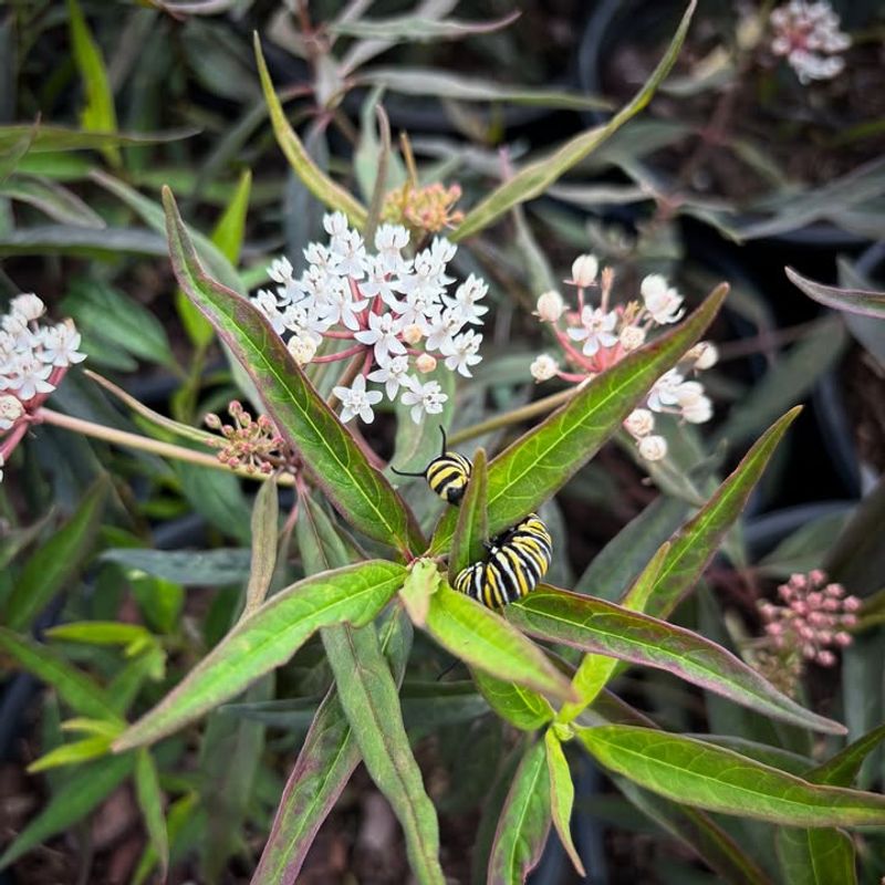 Aquatic Milkweed Thrives In Wet Or Rain Garden Areas