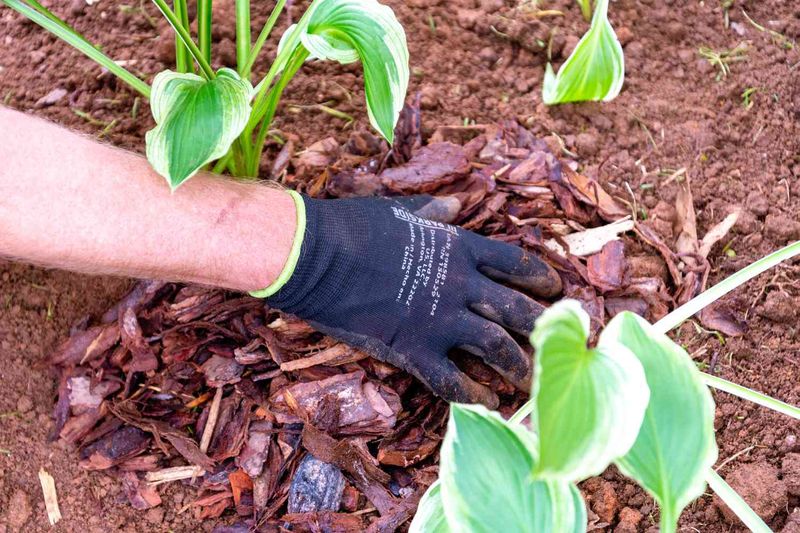 Clean Up Hostas Before Leaves Unfurl