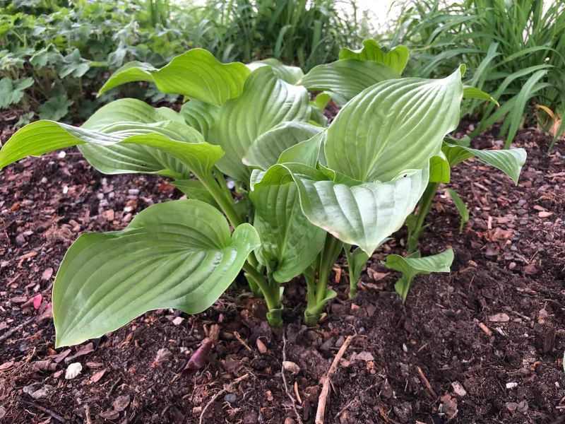 Avoid Heavy Mulch Right Against New Growth