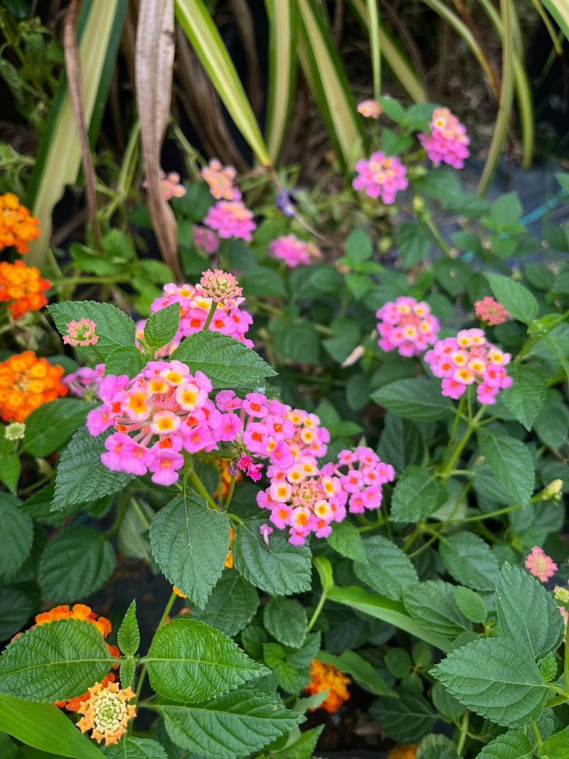 Shape The Plant To Keep It Compact