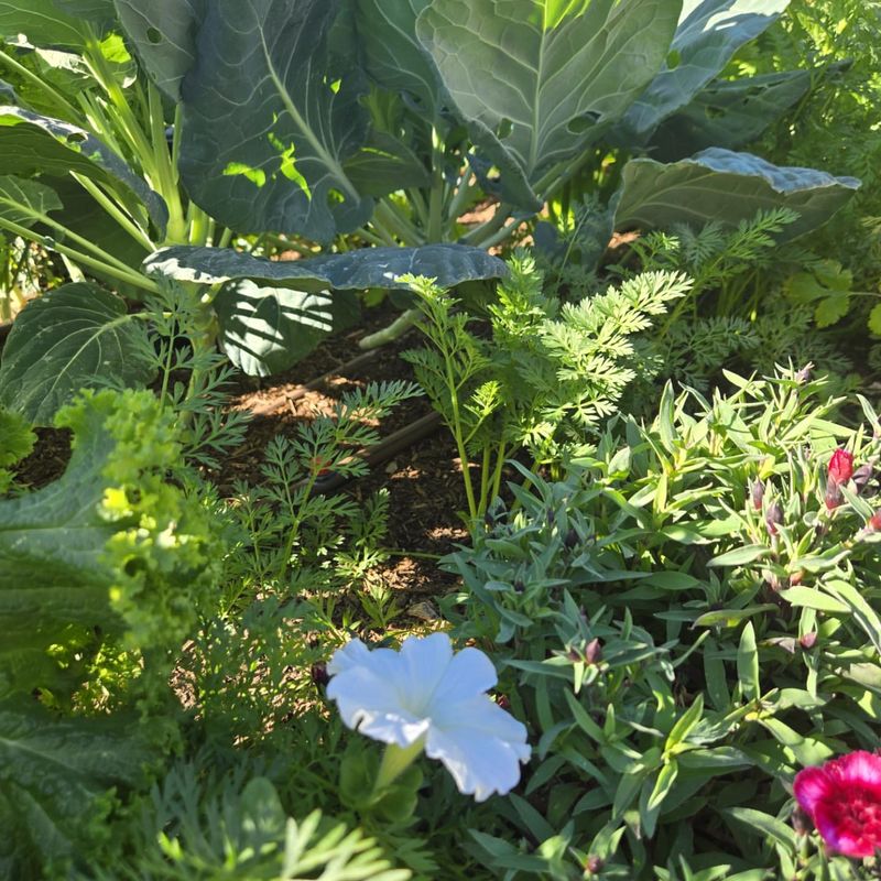 Control Insects That Scorpions Feed On