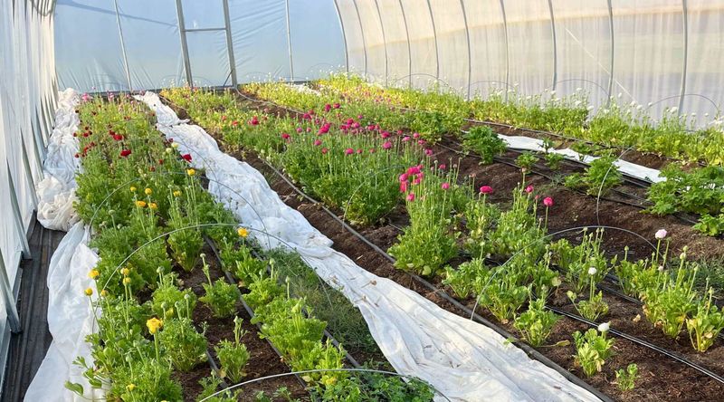 Allows For Succession Planting