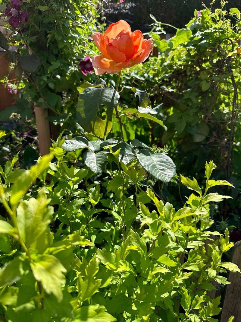 Directs Energy Toward New Flowers And Foliage