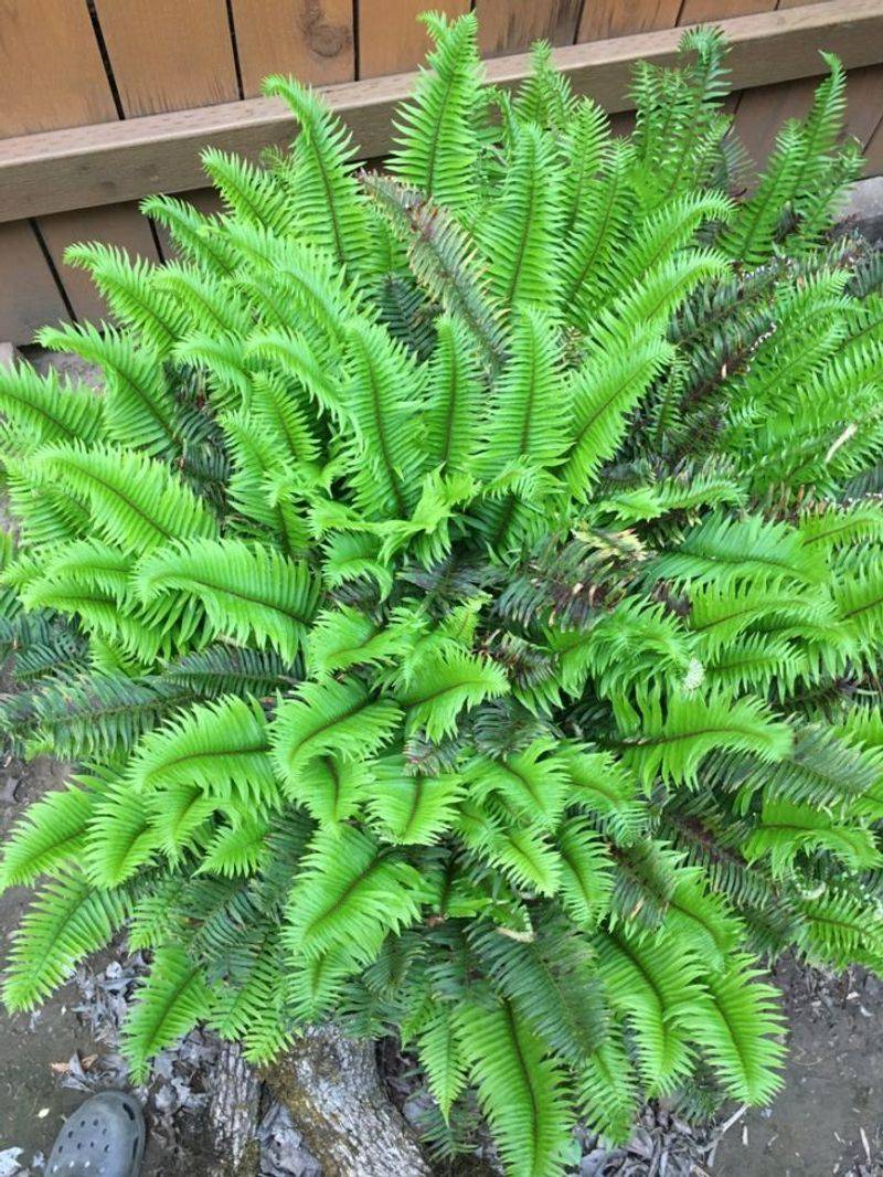 Filling Gardens With Year-Round Interest