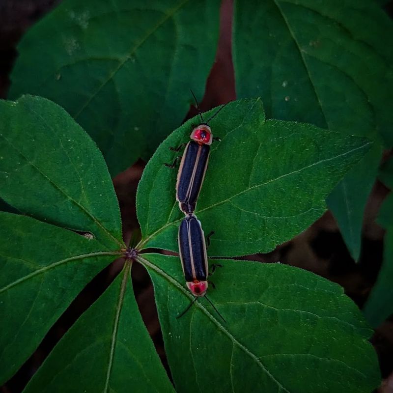 Native Plants Support The Insects Firefly Larvae Feed On
