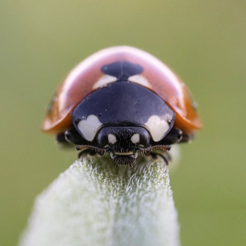 Cutting Down The Need For Sprays