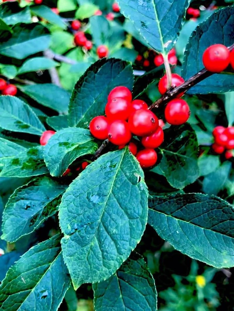 Michigan Holly That Shines All Year