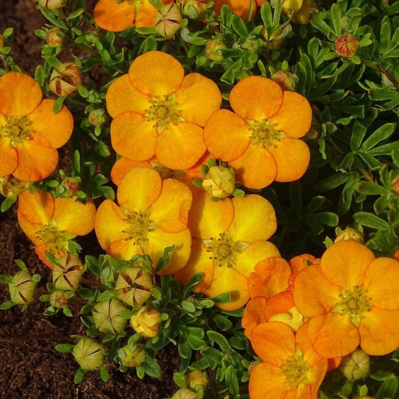 Potentilla With Cheerful Sunlit Flowers