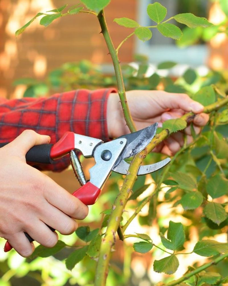 Prune Roses Before New Growth Explodes