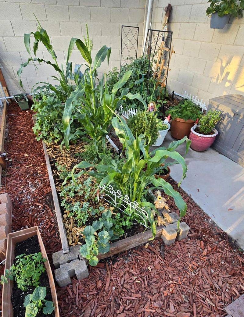 Apply Mulch To Keep Soil Moisture Stable