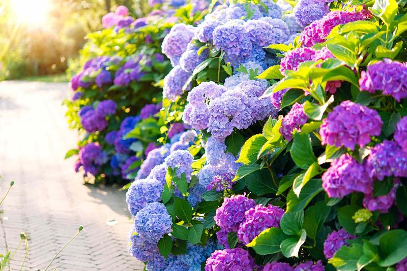 Adjust Bloom Color Only For Bigleaf And Mountain Hydrangeas