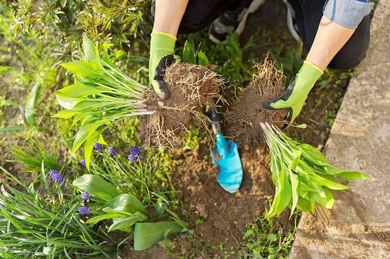 Divide Perennials Now For Fuller Growth Later In The Season