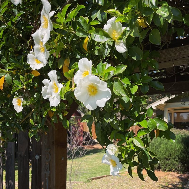 Feed After Blooming Ends