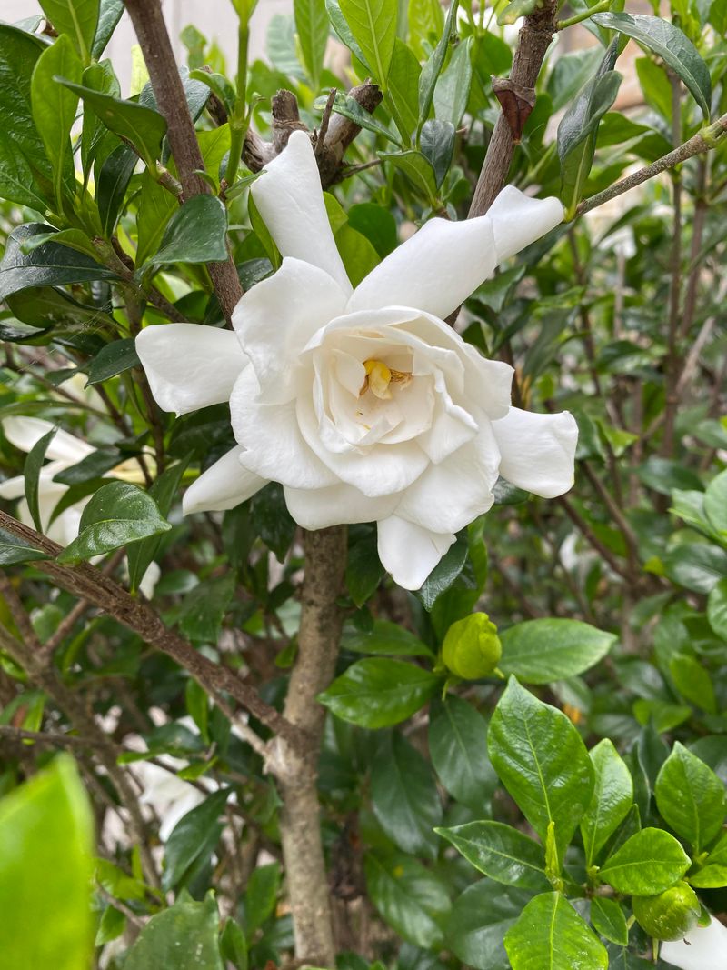 Water Deeply And Keep Soil Evenly Moist Through Spring