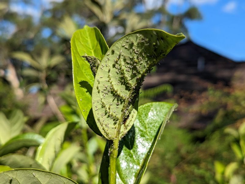 Check For Aphids And Scale Before Growth Speeds Up