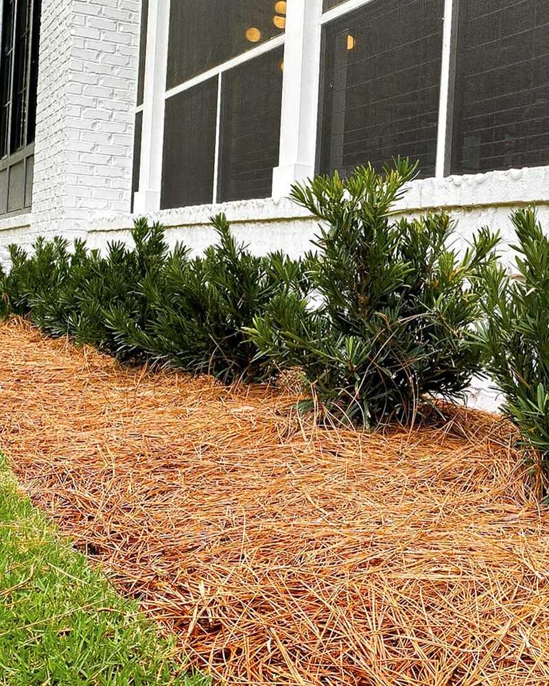 Choose Natural Mulch That Improves Soil Over Time