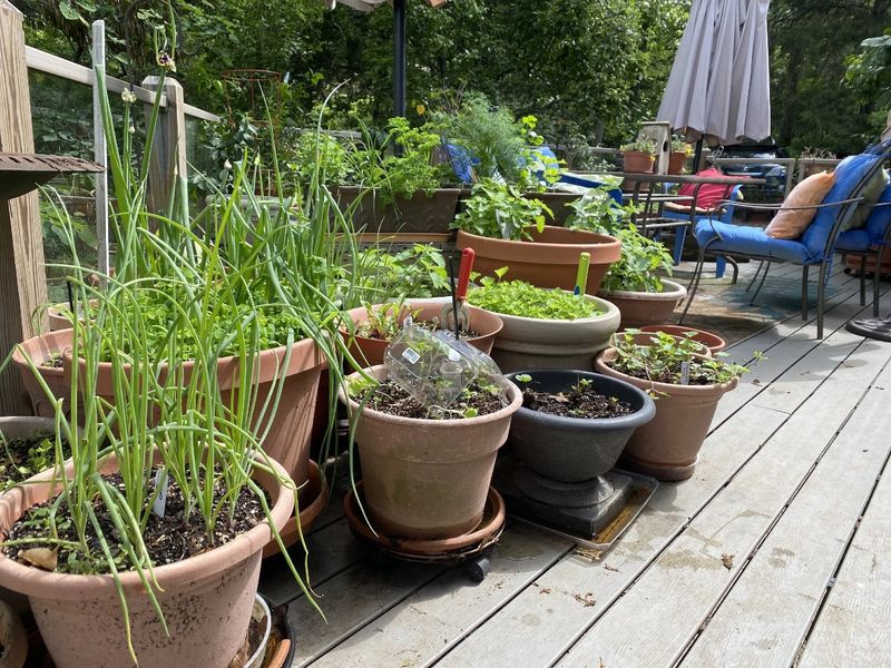 Check Drainage Holes Before Adding New Plants