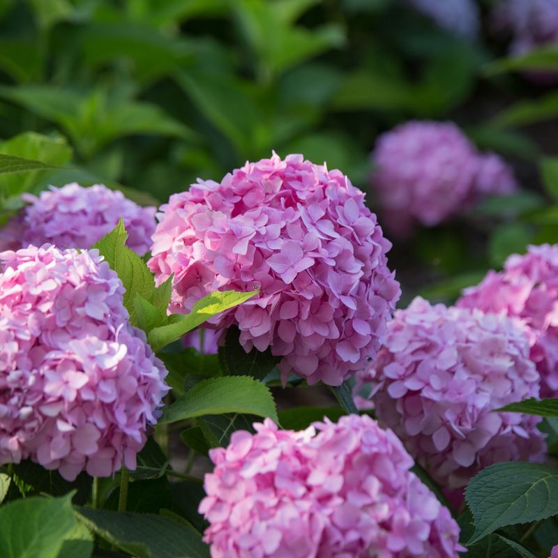 Apply A Balanced Fertilizer As Growth Begins