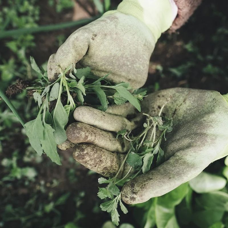 Weed Early Before Spring Growth Accelerates