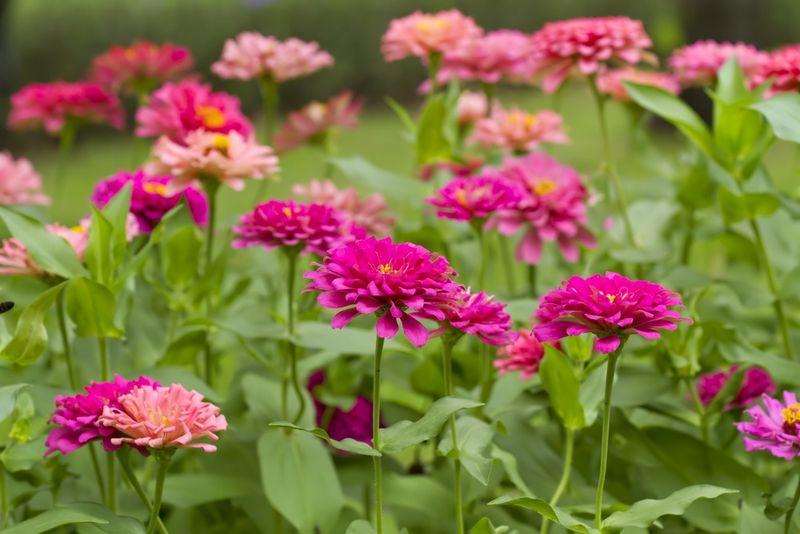 Heat-Tolerant Care And Minimal Fertilizer