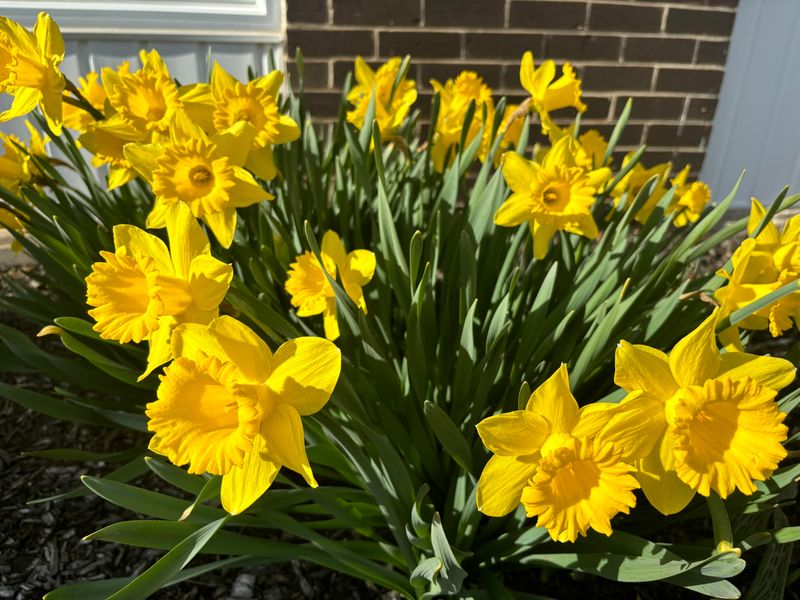 Removing Spent Flowers Helps Plants Focus On Healthy Growth