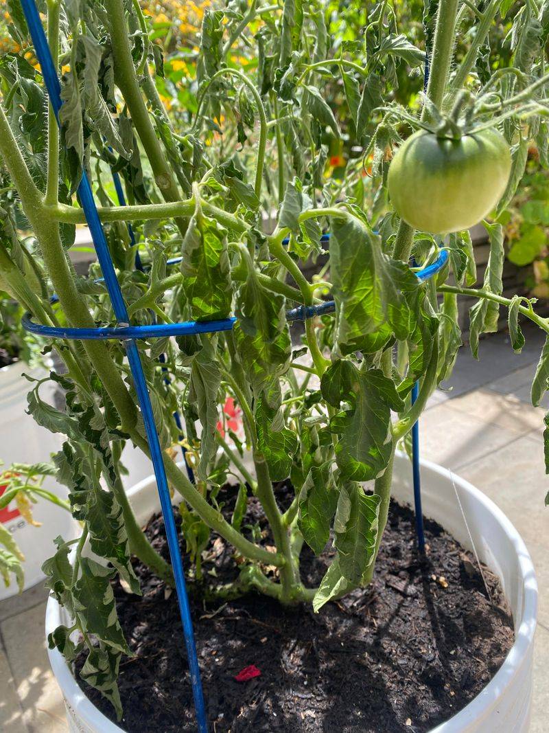 Bad Drainage Can Undo Good Tomato Care