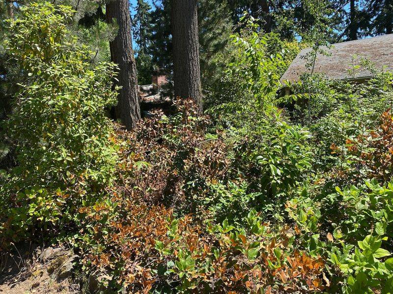 Summer Drought Stress