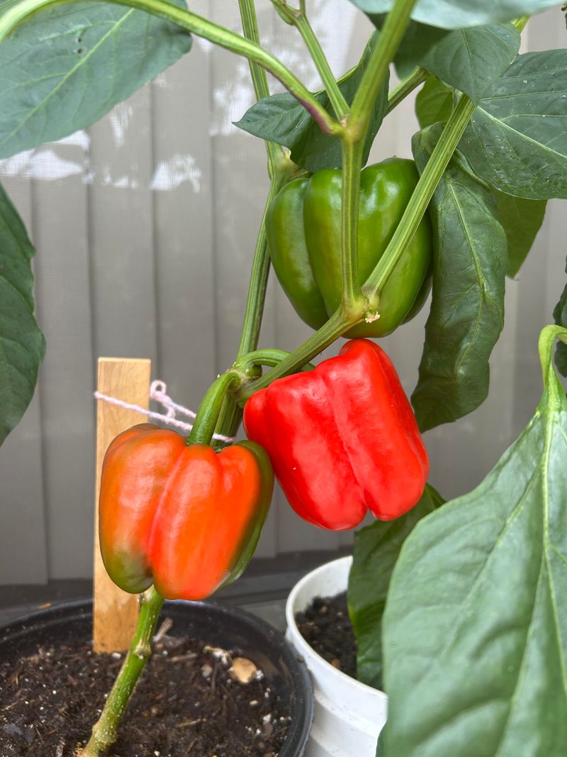 Flavor Packed Peppers