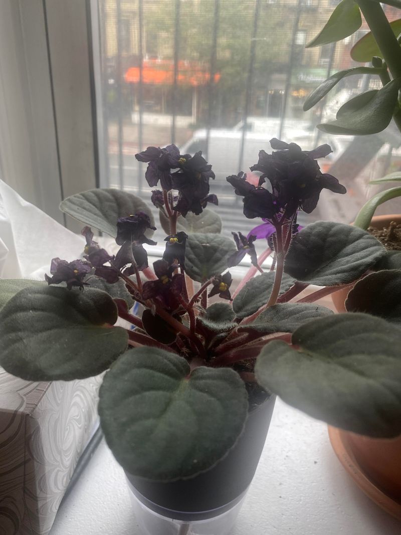 Remove Spent Flowers To Keep Blooms Coming